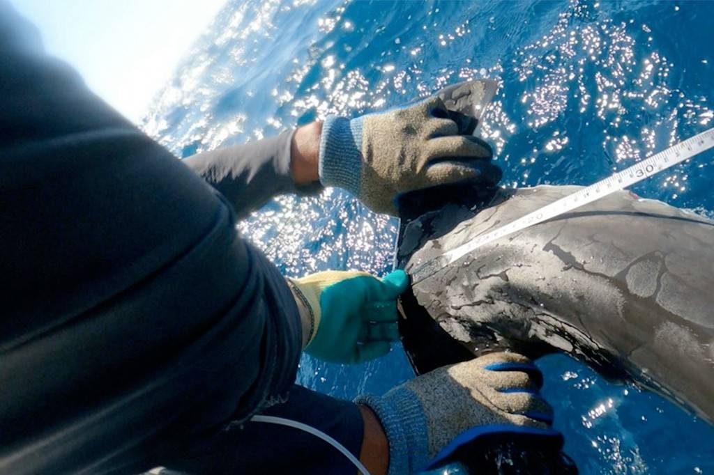 Duas mãos com luvas de proteção, uma bege e azul e outra bege e verde, medem um golfinho cinza escuro com uma fita métrica branca, sobre a água azul cintilante do oceano