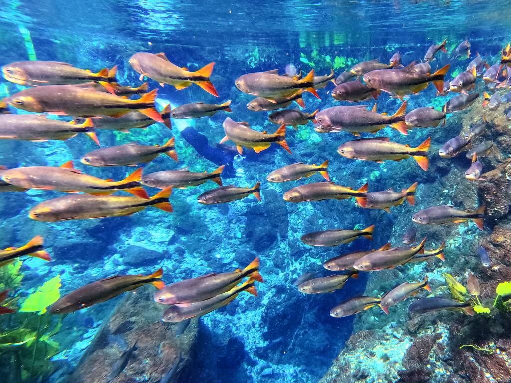 Nascente Azul Flutuaçao Bonito
