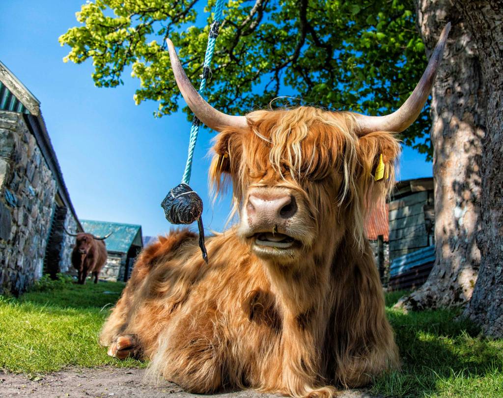 Boi da raça Highland, com pelagem marrom-avermelhada e chifres longos, deitado na grama sob uma árvore frondosa. Um balanço de corda azul pende ao lado, e ao fundo, um segundo boi e construções de pedra e madeira sob céu azul claro