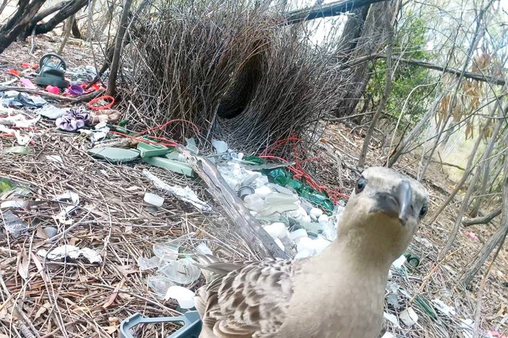 Pássaro marrom claro com bico escuro olhando para a câmera, em meio a um ninho de galhos secos e lixo plástico, como garrafas e pedaços de isopor, em uma área de mata seca