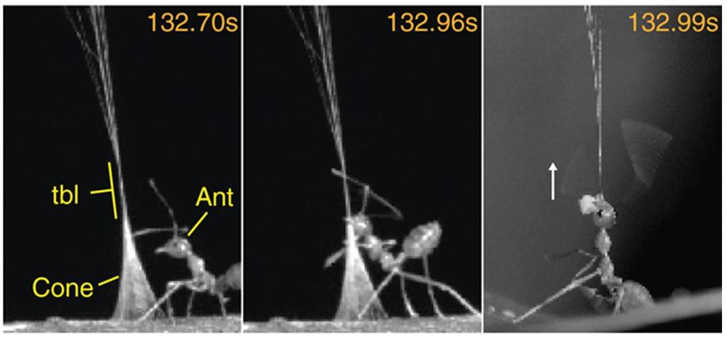 Sequência de três imagens em preto e branco mostrando uma formiga interagindo com um cone de seda. Na primeira, a formiga está próxima ao cone, com legendas tbl, Ant e Cone. Na segunda, a formiga está mais próxima, aparentemente manipulando o cone. Na terceira, a formiga está suspensa pelo cone, com uma seta branca indicando movimento para cima. Os tempos 132.70s, 132.96s e 132.99s são exibidos no canto superior direito de cada imagem