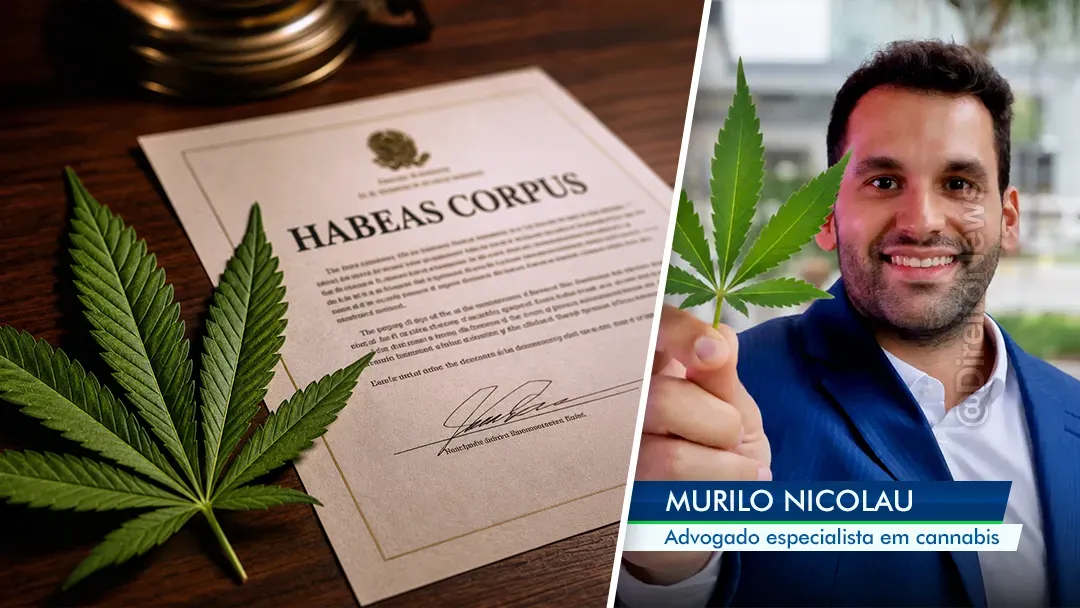 Direito Canábico: advogado abre petição real de HC ao vivo e ensina advogados a atuar em nicho com honorários de até R$ 15 mil