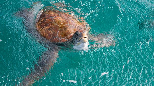 Tartaruga marinha com casco marrom e verde, nadando em água azul-turquesa, com a cabeça e parte do casco emergindo da superfície, criando pequenas ondas