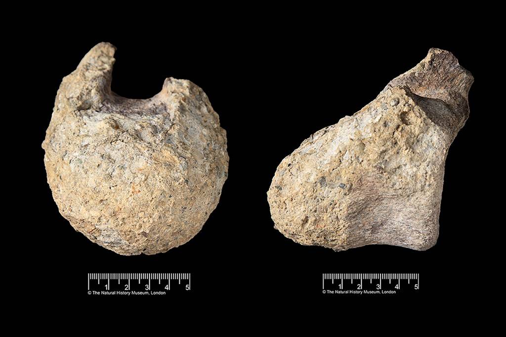 3006-dinossauro-antartica-layout_site-INT Duas pedras fossilizadas de cor bege e textura áspera, com marcas de sedimentos, exibidas sobre um fundo preto. Abaixo de cada uma, uma régua de 5 centímetros com a inscrição The Natural History Museum, London