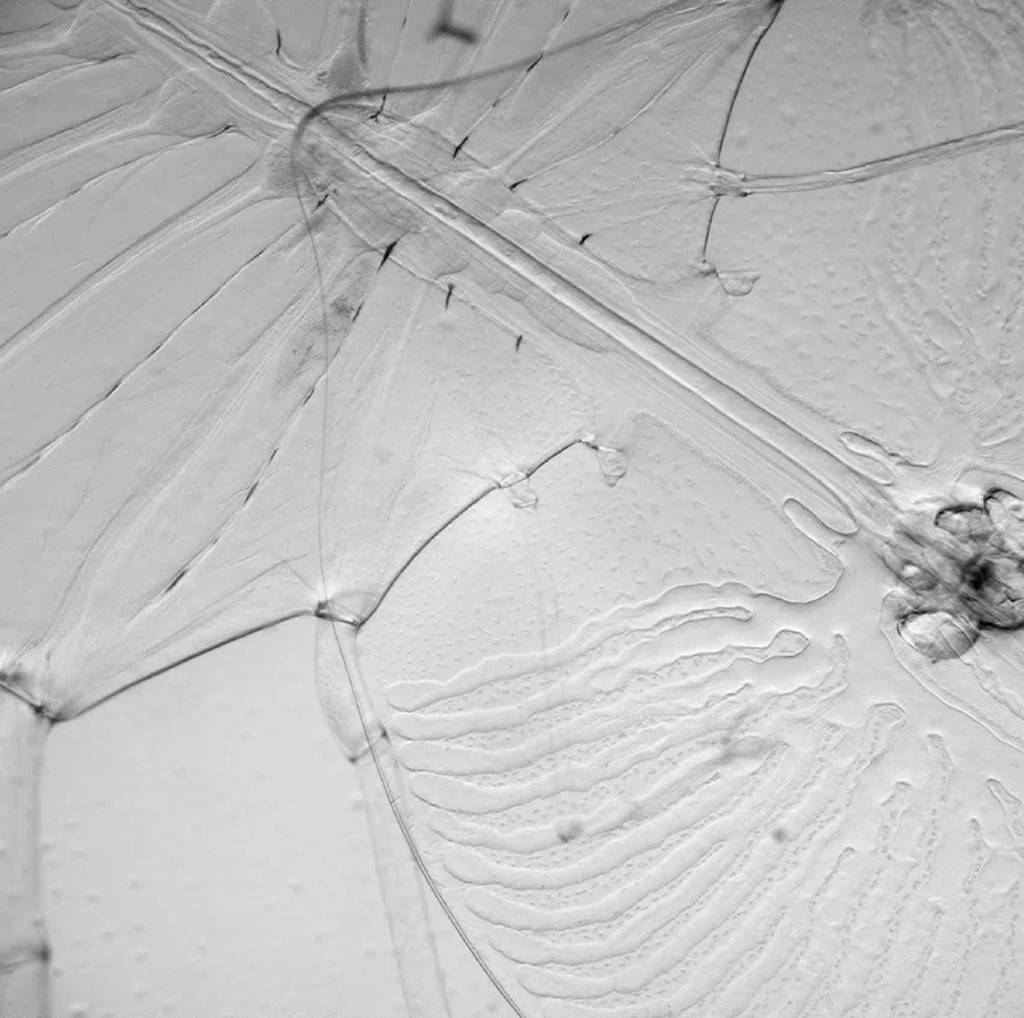 3006-espécies-águas-profundas-layout_site4 Microscopia eletrônica de uma asa de inseto em tons de cinza, mostrando detalhes das nervuras e da membrana translúcida com textura pontilhada e linhas onduladas