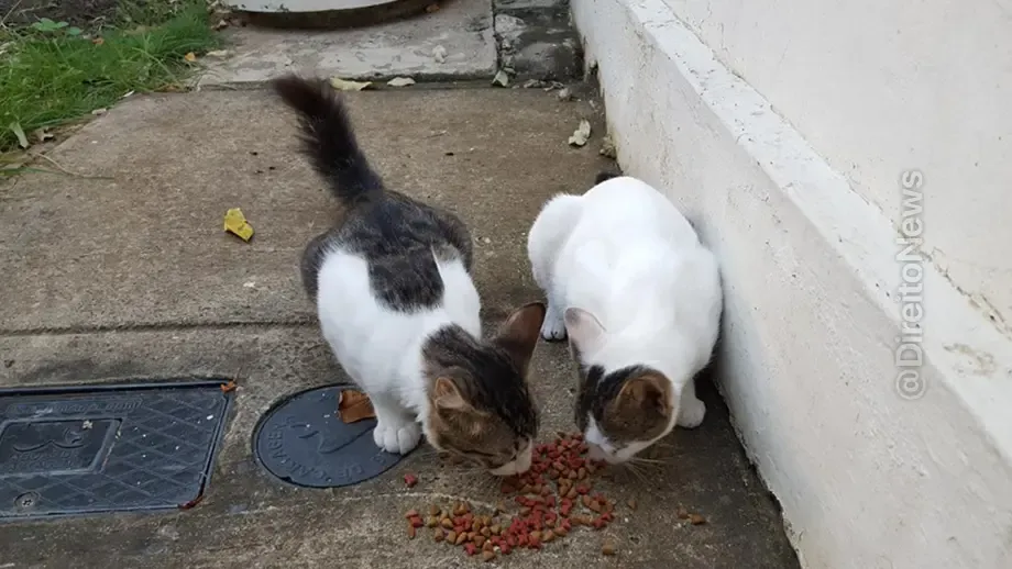 moradoras indenizarao alimentar gatos comunitarios area comum condominio moradoras indenizarao alimentar gatos comunitarios area comum condominio