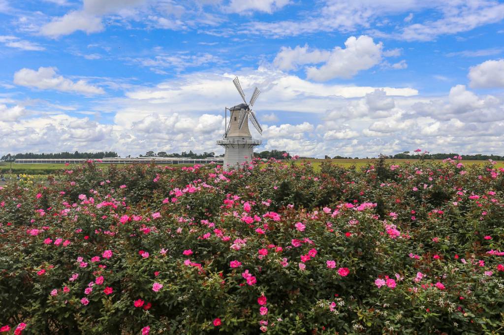 Campo florido com arbustos de rosas cor-de-rosa em primeiro plano, um moinho de vento branco e marrom ao centro, e um céu azul com nuvens brancas ao fundo