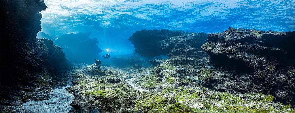 Um mergulhador solitário com equipamento completo explora um leito marinho rochoso e coberto por algas verdes, com a superfície da água azul-clara visível acima