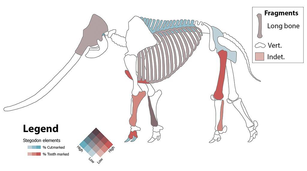 Esqueleto de Stegodon com ossos coloridos indicando marcas de corte e dente. A legenda mostra que azul representa marcas de corte e vermelho, marcas de dente, com gradientes de intensidade. Uma caixa de fragmentos exibe ossos longos, vértebras e indeterminados