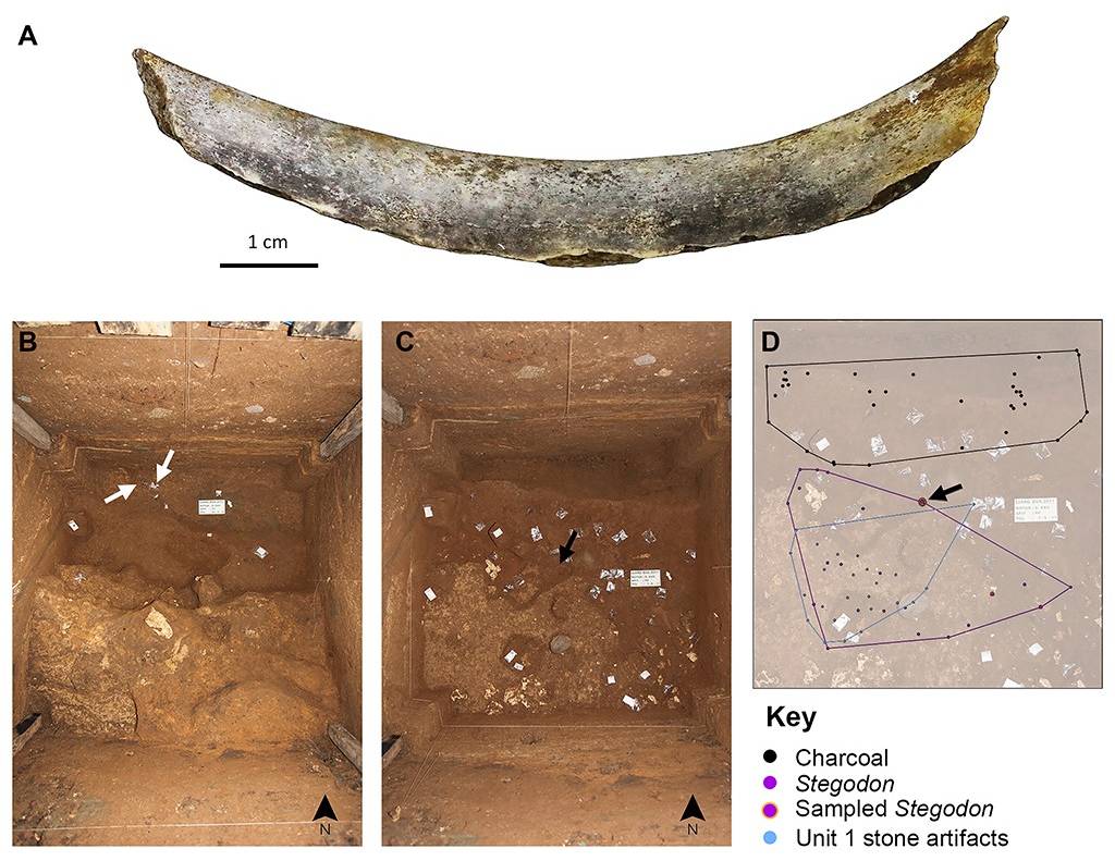 Quatro imagens ilustram achados arqueológicos. A mostra um fragmento de osso curvo, esbranquiçado e com manchas escuras, com uma régua de 1 cm. B e C são fotos aéreas de uma escavação retangular no solo, com terra marrom e alguns objetos marcados com setas e etiquetas. D é um mapa da escavação, com pontos pretos, roxos e azuis representando carvão, estegodonte e artefatos de pedra, respectivamente, e uma legenda explicativa