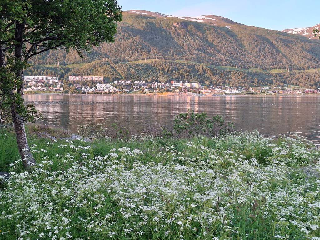 Campo de flores brancas em primeiro plano, com um lago refletindo a luz do sol e uma cidade com montanhas arborizadas ao fundo