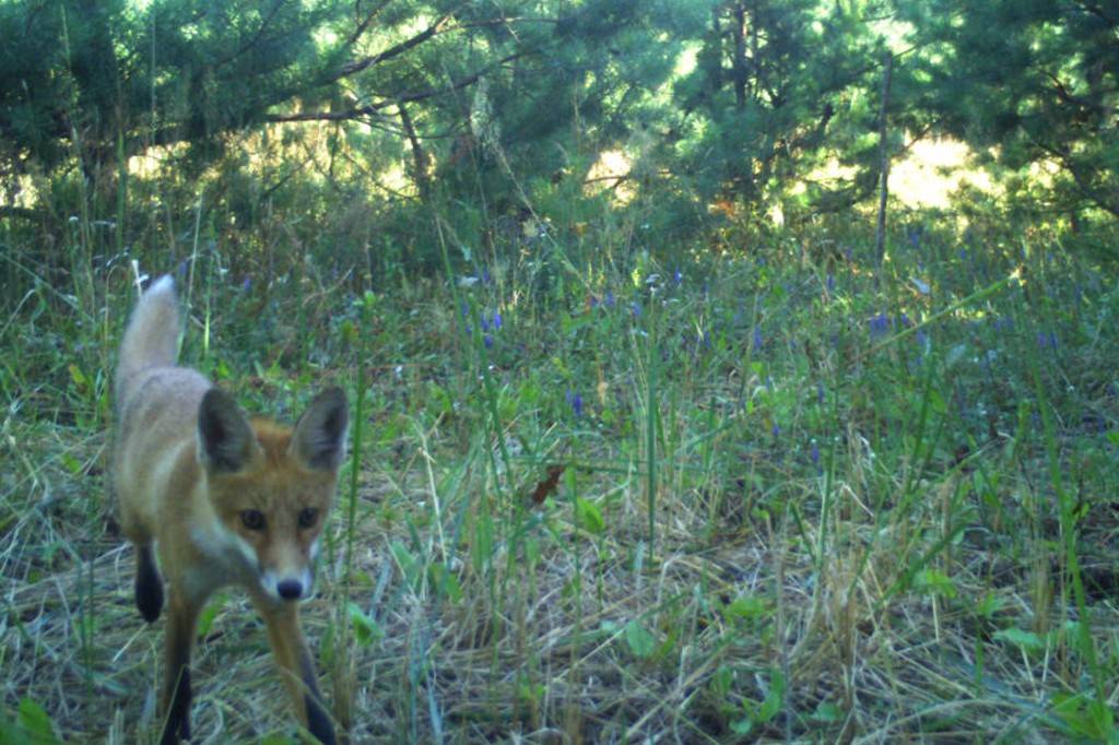 Uma raposa-vermelha de pelagem marrom-alaranjada e cauda branca caminha em um campo de grama alta e flores roxas, com árvores ao fundo