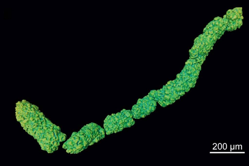 1007-Jornal-Unesp_colonização-oceano_site3 Cadeia de estruturas microscópicas verde-limão e azul-turquesa, com textura irregular e granulada, dispostas em formato de S sobre fundo preto. Uma barra de escala branca no canto inferior direito indica 200 µm