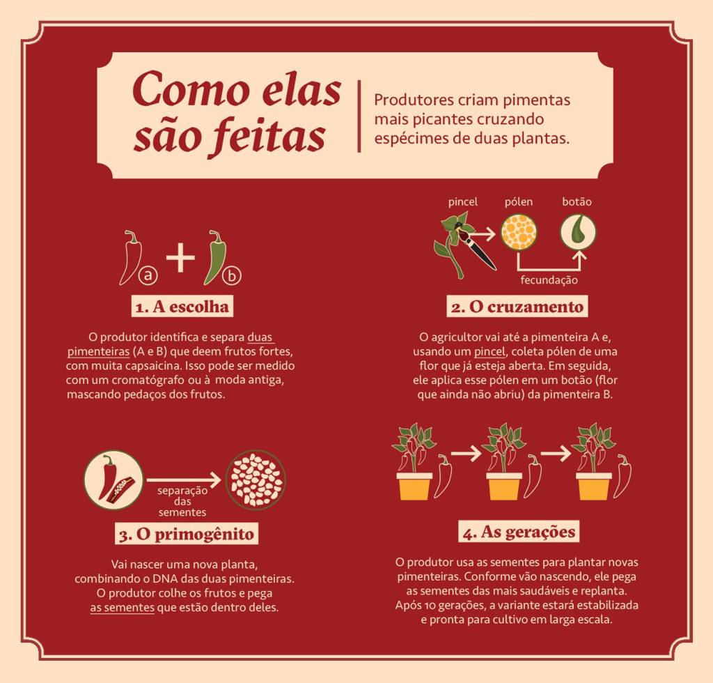 SI_489_Pimenta_3 Infográfico, em fundo vermelho,