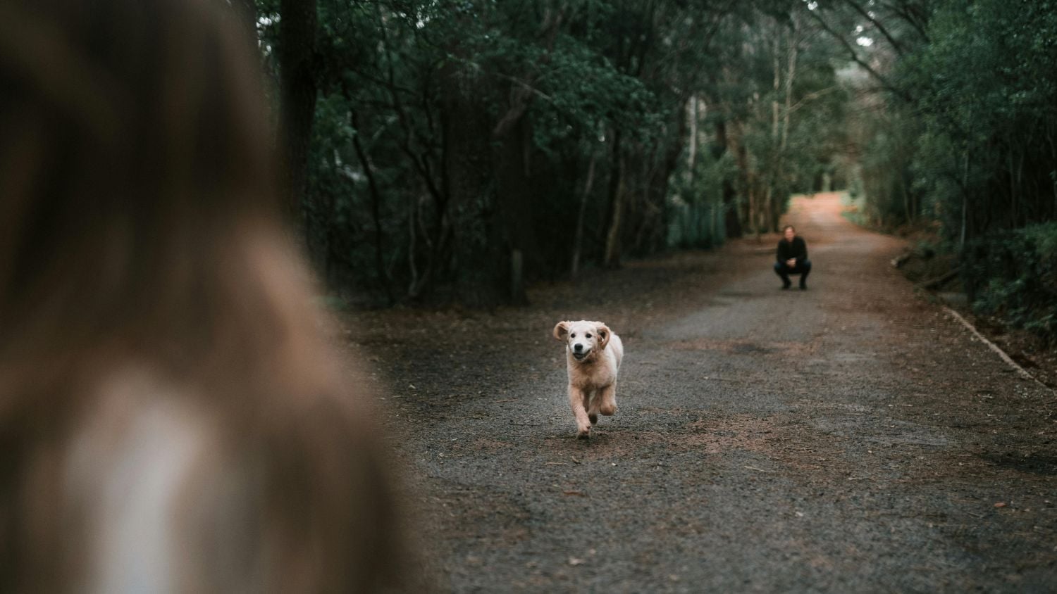 guarda-compartilhada-de-pets-entra-na-lei-brasileira-pexels-2-1 Guarda compartilhada de pets entra na lei brasileira Pexels (2)