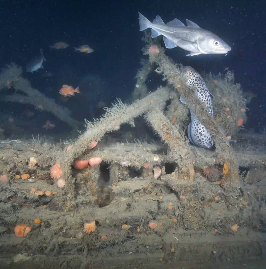 SI_Naufrágio-de-Shackleton_site03 Um bacalhau prateado nada sobre um peixe-lobo malhado e um naufrágio coberto de algas e anêmonas-do-mar em tons de laranja e rosa, no fundo escuro do oceano