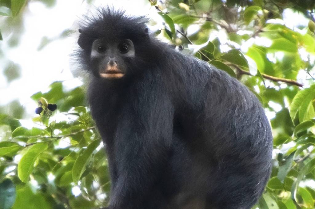 SI_nova-especie-macaco_site02 Macaco preto com pelos espetados na cabeça, rosto pálido e boca rosada, sentado entre folhas verdes e galhos de árvore