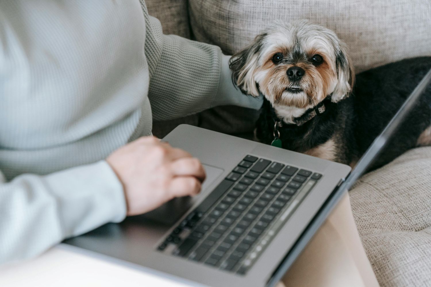 gastos-com-pets-seguem-fora-do-imposto-de-renda-em-2026-pexels-1 Gastos com pets seguem fora do Imposto de Renda em 2026 Pexels (1)