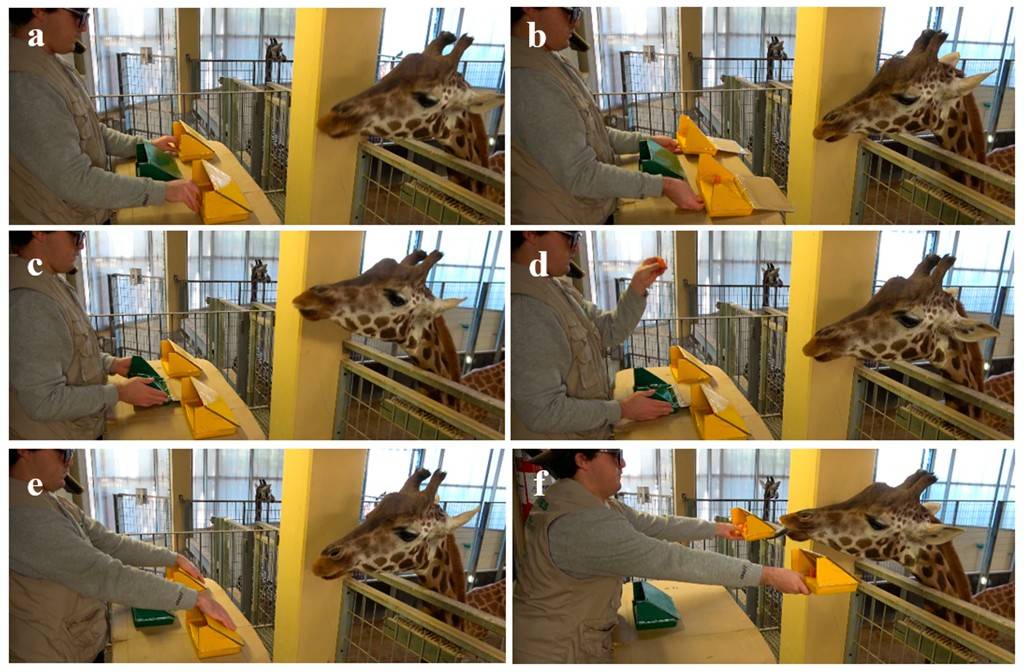 Seis fotos mostram uma pessoa interagindo com uma girafa em um recinto. A pessoa, de óculos e colete bege, manipula objetos verdes e amarelos em uma mesa. A girafa, com a cabeça visível, observa atentamente. Nas fotos a, b, c e e, a pessoa move os objetos. Em d, a pessoa segura um alimento. Em f, a pessoa oferece um objeto amarelo à girafa, que se aproxima para pegar