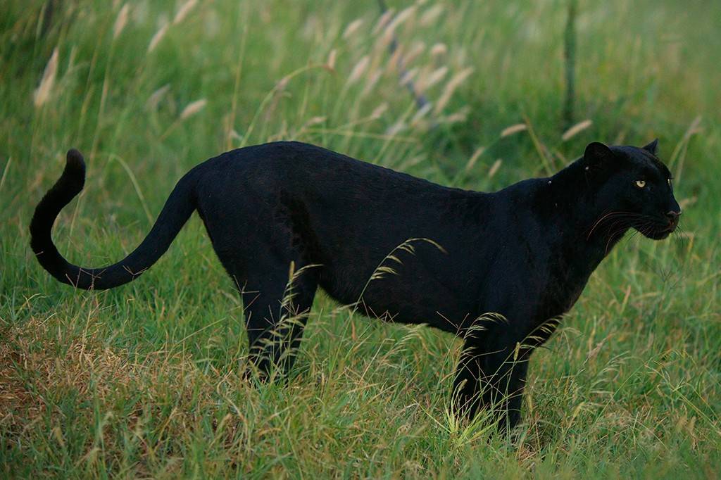Pantera negra de pelagem escura e olhos amarelos, em pé na grama alta, olhando para a direita com foco e atenção