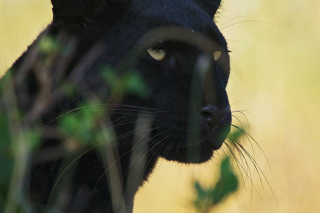 Pantera negra com olhos amarelos e bigodes longos, parcialmente escondida por folhagem verde em primeiro plano, contra um fundo amarelo claro