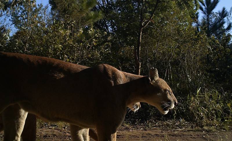 01CORPO-pumas Puma de pelagem marrom-clara, com a cabeça virada para a direita, caminhando em uma trilha de terra em meio à vegetação densa sob céu azul
