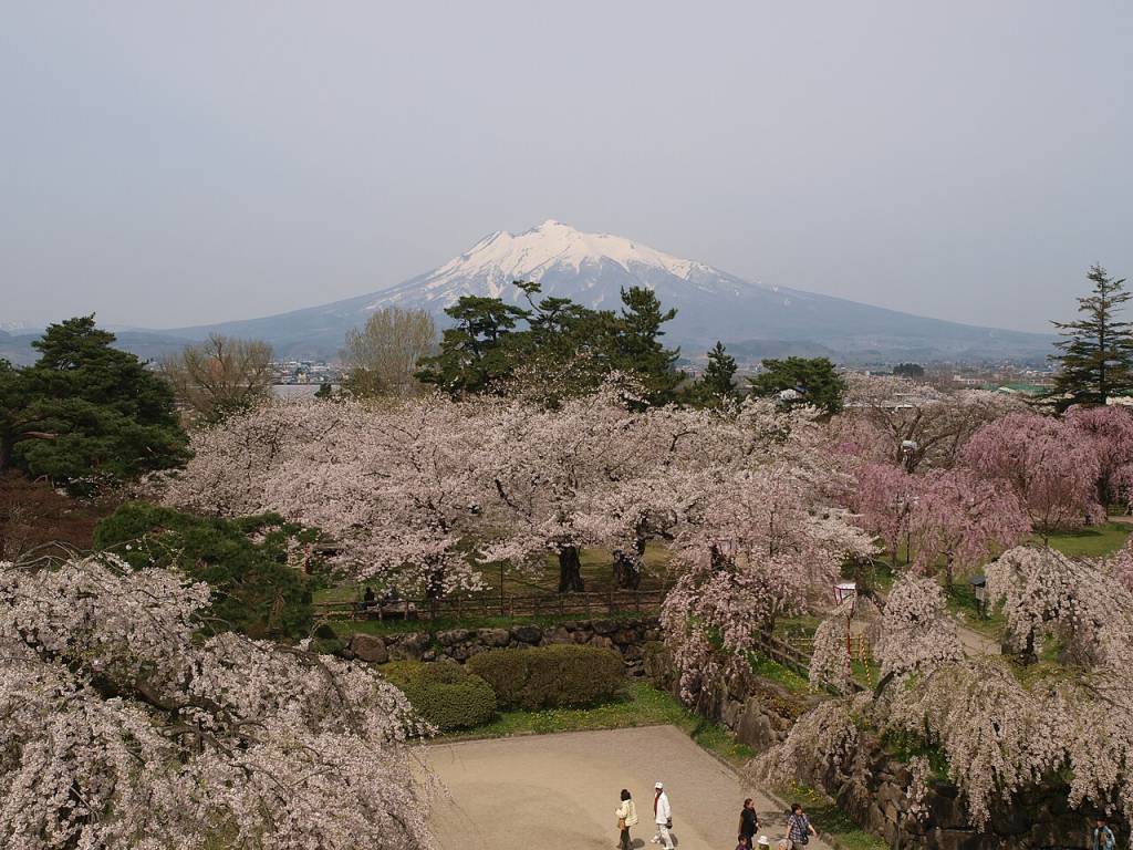 Paisagem ampla com montanha de pico nevado ao fundo, cercada por árvores de cerejeira em flor, algumas brancas e outras rosadas. Pessoas caminham em um caminho de terra batida no primeiro plano, em um dia claro. Foto sob licença CC BY-SA 3.0