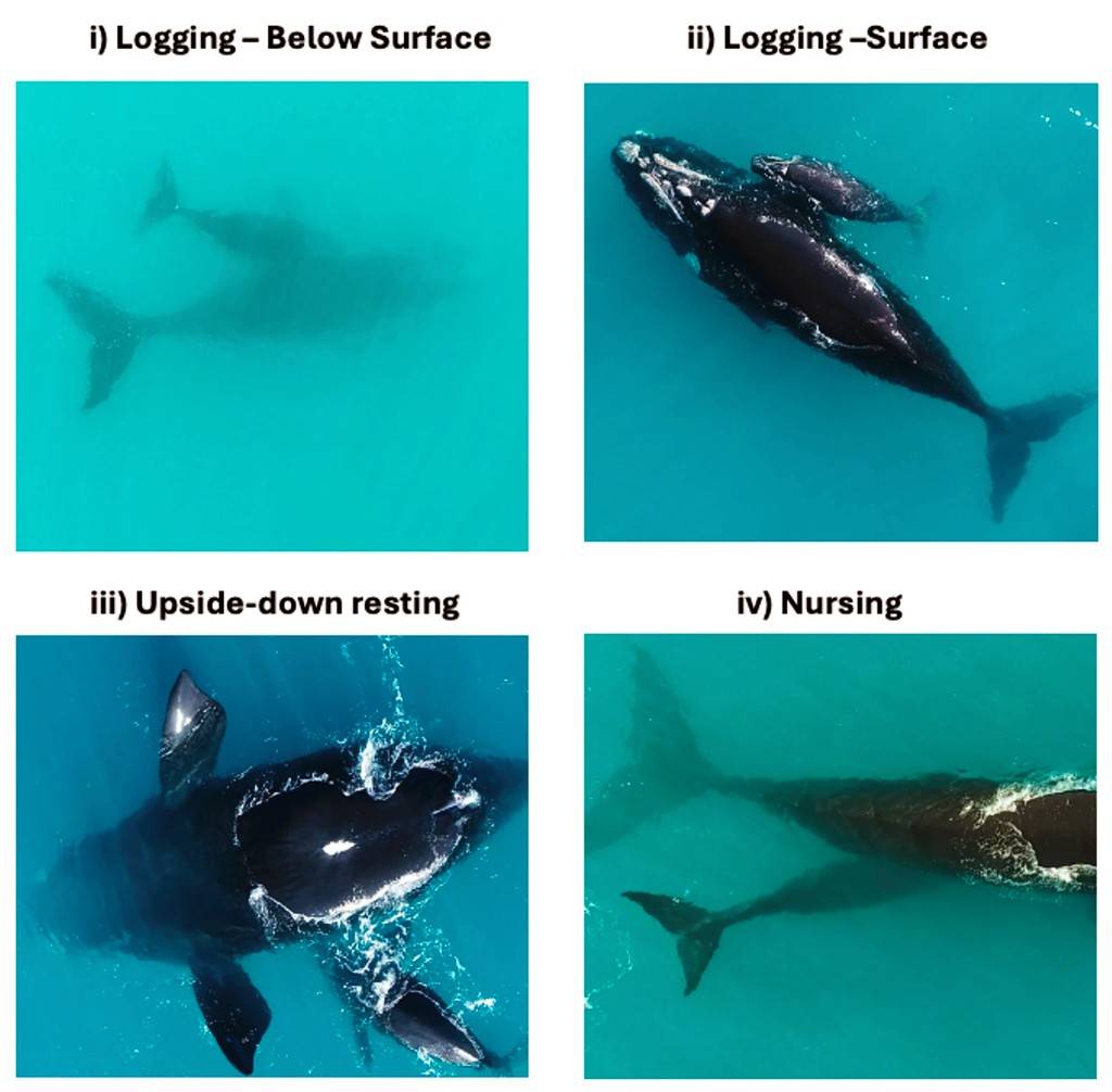 Quatro fotos aéreas de baleias-francas no oceano azul-turquesa. A primeira mostra uma baleia submersa, a segunda uma baleia-mãe com filhote na superfície, a terceira uma baleia de barriga para cima e a quarta uma baleia-mãe amamentando o filhote submerso