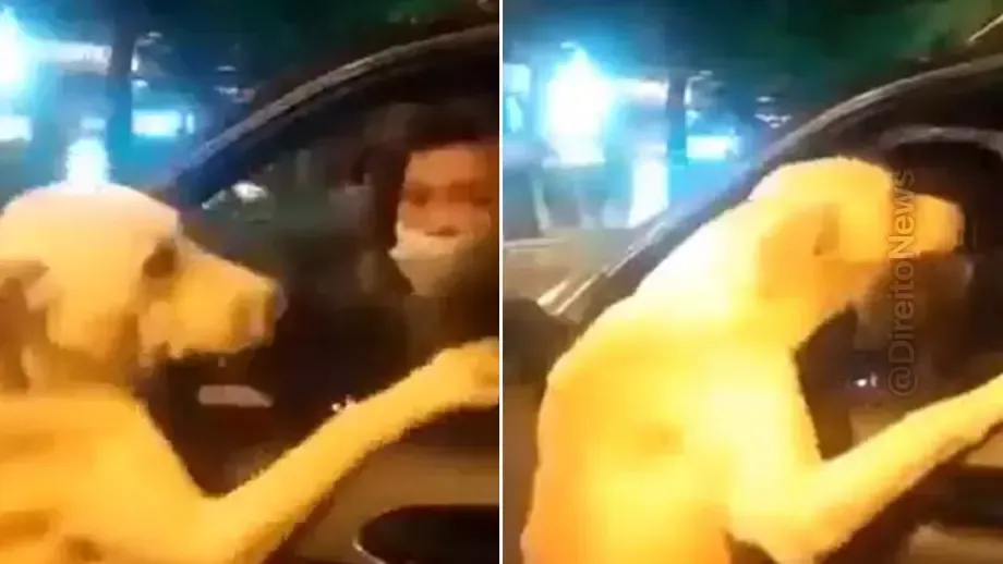 video labrador correndo atras carro apos abandonado revolta redes video labrador correndo atras carro apos abandonado revolta redes