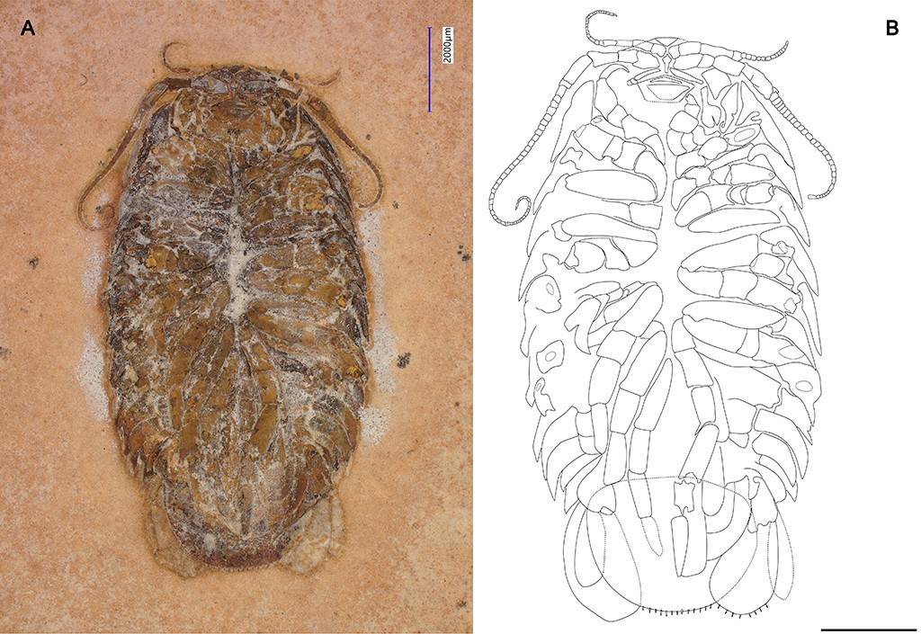 Fóssil de um crustáceo isópode marrom-acinzentado em rocha clara, com corpo oval segmentado e apêndices finos na cabeça. Ao lado, um desenho de linha preta detalha a estrutura do animal, mostrando segmentos e patas articuladas