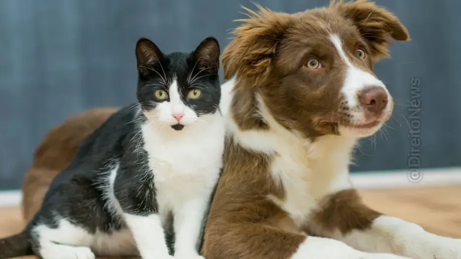 bh camara aprova pl obriga agressor animais pagar tratamento