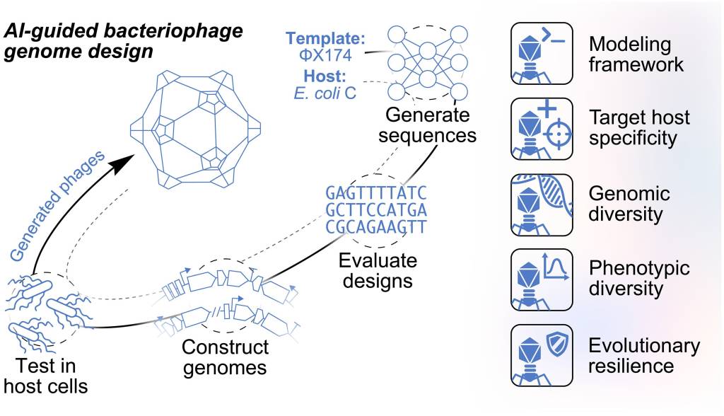 Diagrama do processo de design de genoma de bacteriófagos guiado por IA, mostrando a geração de sequências a partir de um modelo, avaliação de designs, construção de genomas, teste em células hospedeiras e os fagos gerados. À direita, uma lista de características avaliadas: estrutura de modelagem, especificidade do hospedeiro alvo, diversidade genômica, diversidade fenotípica e resiliência evolutiva