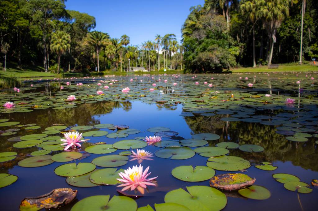 Lago com muitas vitórias-régias e flores de lótus rosadas e brancas, refletindo o céu azul e palmeiras altas ao fundo, sob sol forte