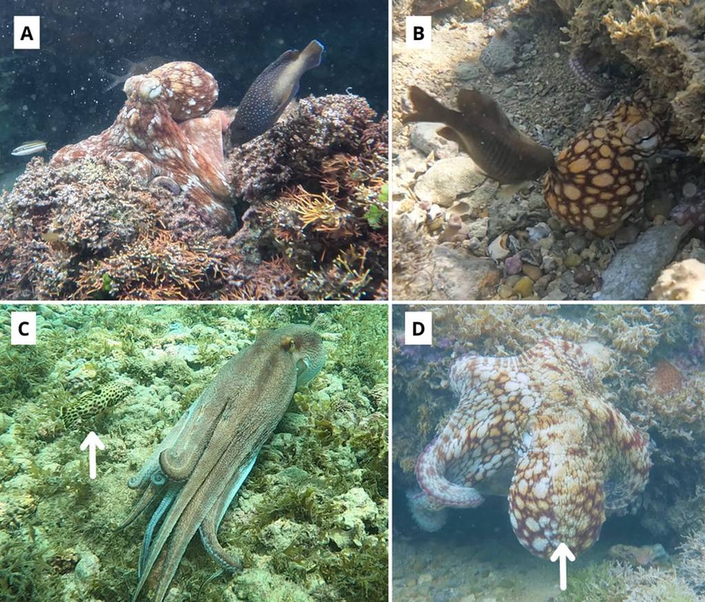 SI_polvo-clube-da-luta_site01 Quatro imagens de polvos em ambientes marinhos. Em A, um polvo marrom-avermelhado camuflado em um recife de coral, com um peixe nadando próximo. Em B, um polvo marrom-claro com manchas escuras, parcialmente escondido sob um coral, com um peixe escuro por perto. Em C, um polvo alongado, de cor clara, sobre um leito de coral, com uma seta branca apontando para um peixe camuflado. Em D, um polvo grande, branco com manchas marrons, com uma seta branca indicando sua cabeça, em meio a corais