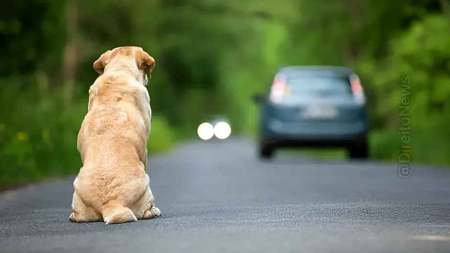 camara aprova suspensao carteira motorista quem abandona animal rua camara aprova suspensao carteira motorista quem abandona animal rua