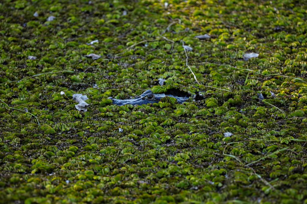 Jacaré com apenas os olhos e parte da cabeça visíveis, camuflado em um lago coberto por densa vegetação aquática verde