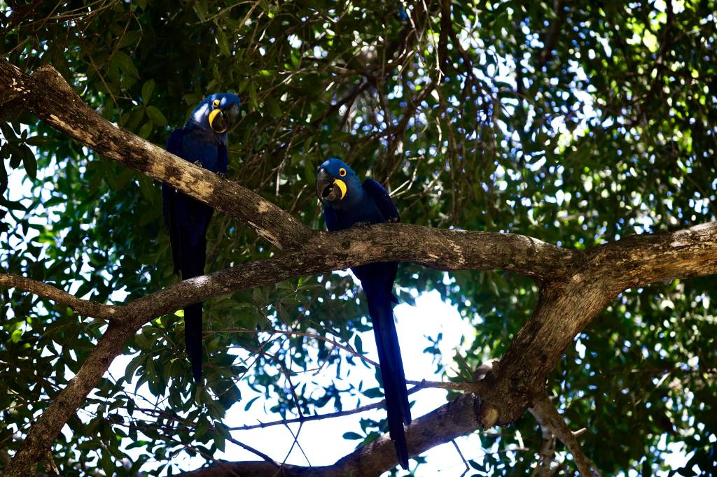 Duas araras-azuis de plumagem escura e bico amarelo, empoleiradas em galhos de árvore, com folhagem verde ao fundo e luz solar filtrada