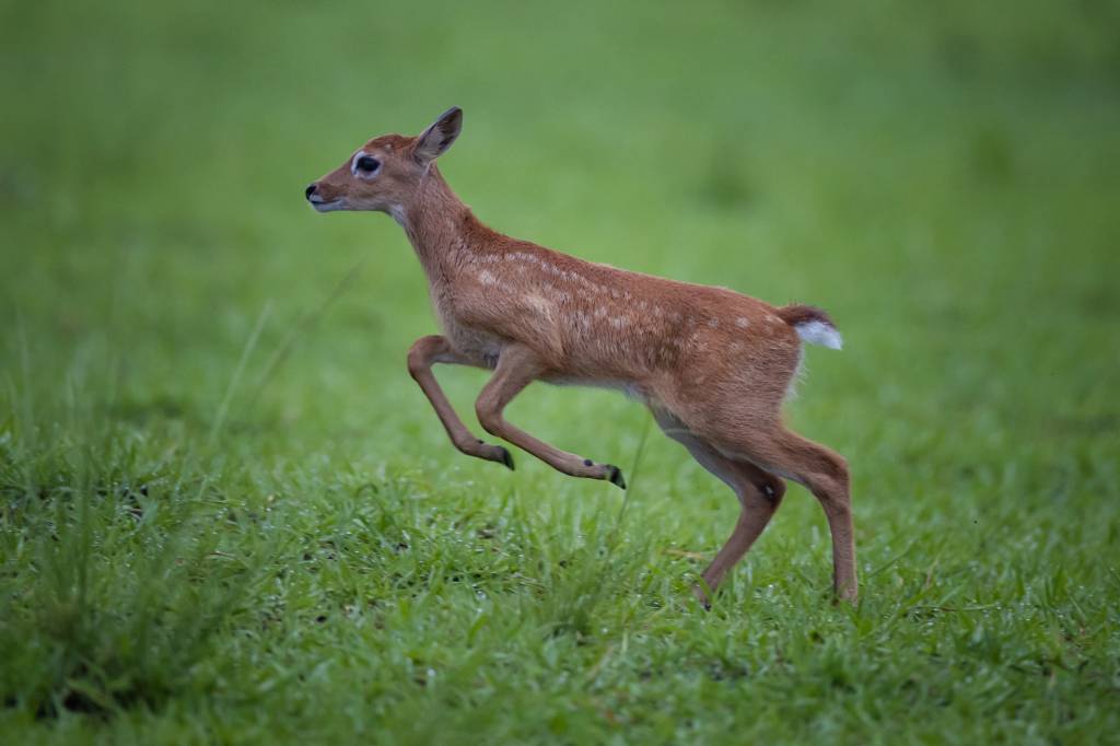 Filhote de veado marrom-claro com pintas brancas correndo e saltando sobre a grama verde, com as patas dianteiras e traseiras no ar