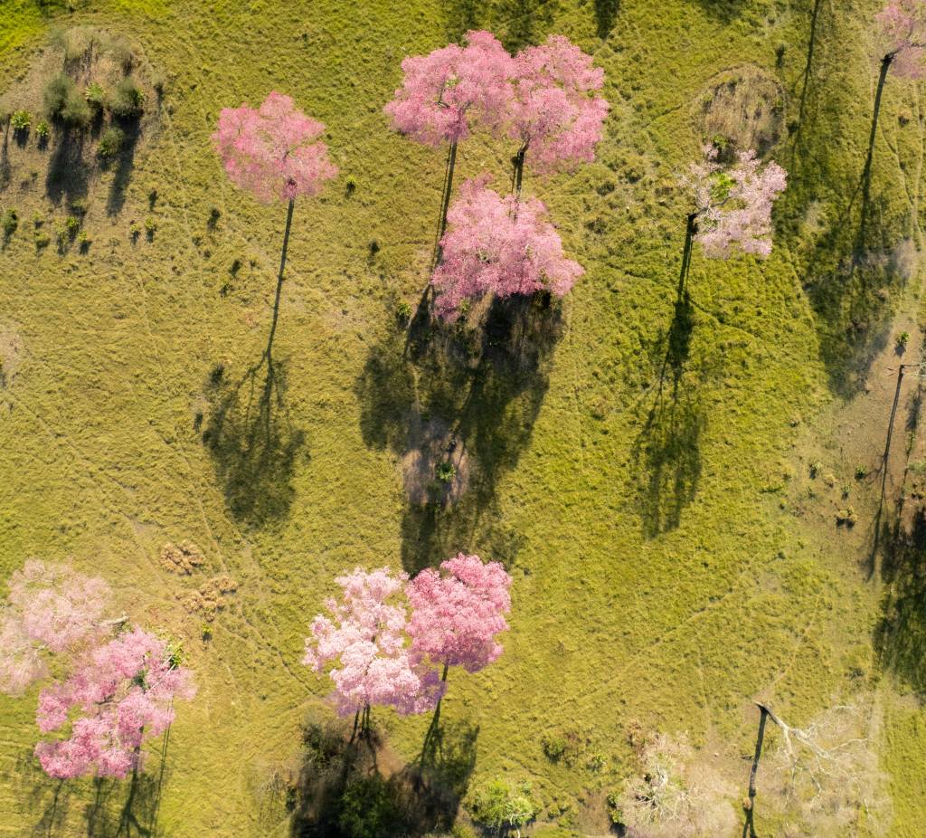 Vista aérea de um campo verde com várias árvores floridas em tons de rosa e branco, projetando longas sombras escuras sobre a grama. O sol ilumina o cenário, destacando a beleza das flores e a textura do terreno.
