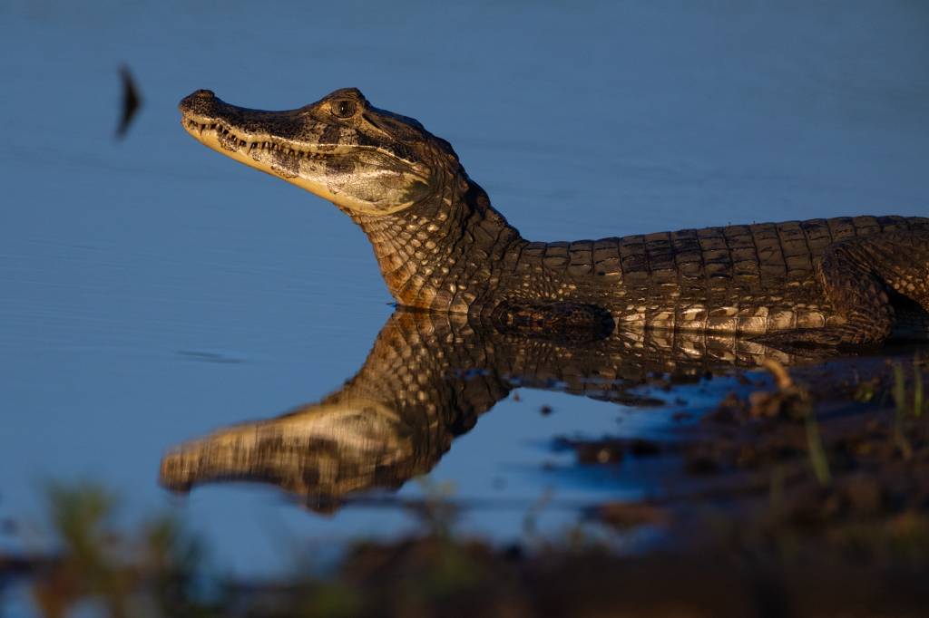 Jacaré-do-pantanal com pele escura e escamas visíveis, parcialmente submerso em água azul-clara, com a cabeça erguida e o corpo refletido na superfície. A margem de terra escura com vegetação rasteira aparece no canto inferior direito