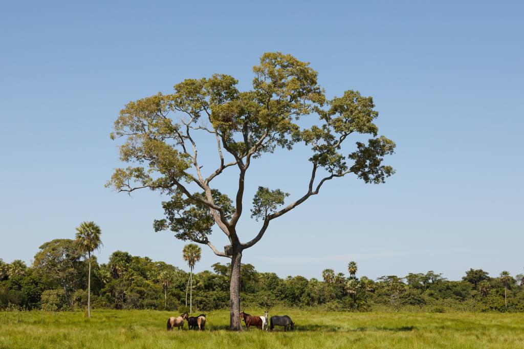 Um grande ipê com folhagem verde exuberante se destaca no centro de um campo de grama alta. Quatro cavalos, de pelagens marrom, preta e branca, pastam sob a sombra da árvore. Ao fundo, uma floresta densa com palmeiras e um céu azul claro completam a paisagem.