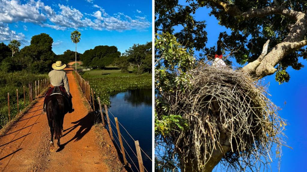 À esquerda, um cavaleiro de chapéu de palha e camisa clara monta um cavalo escuro em uma estrada de terra ladeada por um rio e vegetação. À direita, um tuiuiú com cabeça preta e pescoço vermelho está em um grande ninho de galhos secos no alto de uma árvore frondosa, sob céu azul
