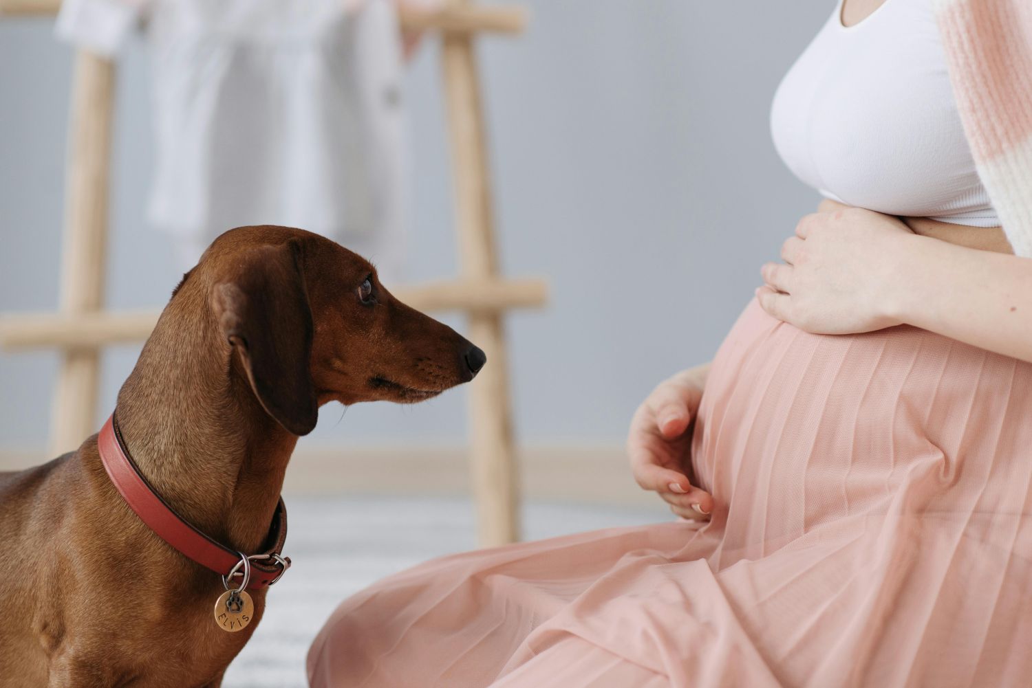 maternidade-multiespecie-reacende-discussao-sobre-o-papel-dos-pets-nas-familias-pexels-1 Maternidade multiespécie reacende discussão sobre o papel dos pets nas famílias Pexels (1)