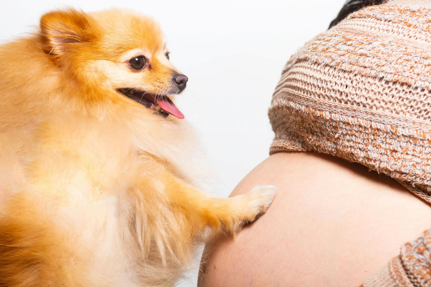 maternidade-multiespecie-reacende-discussao-sobre-o-papel-dos-pets-nas-familias-pexels-3 Maternidade multiespécie reacende discussão sobre o papel dos pets nas famílias Pexels (3)