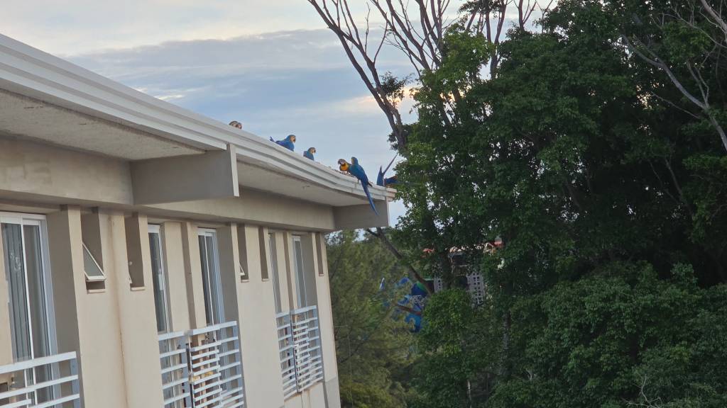 Um grupo de araras-azuis e amarelas pousadas no telhado de um prédio bege com janelas brancas e grades, ao lado de árvores frondosas sob um céu claro com nuvens esparsas