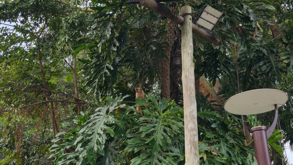 Um macaco-prego marrom claro sentado em uma folhagem verde densa, com um poste de madeira e um refletor à direita, em um ambiente de floresta