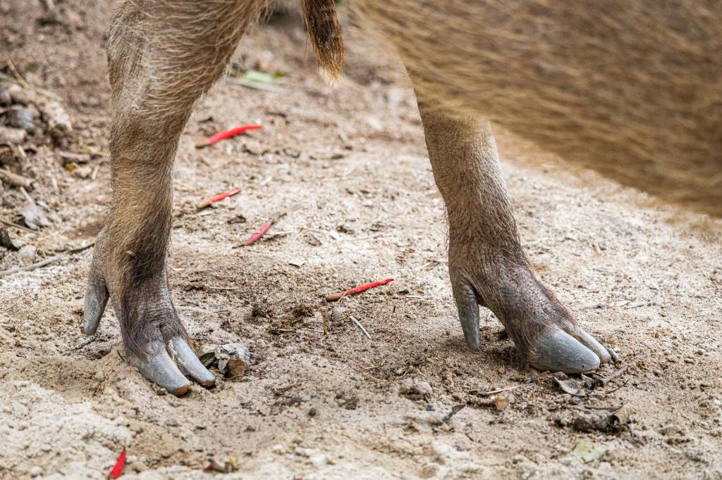 Duas patas traseiras de um porco, com cascos cinzentos e pelos marrons, sobre terra arenosa com algumas folhas vermelhas espalhadas