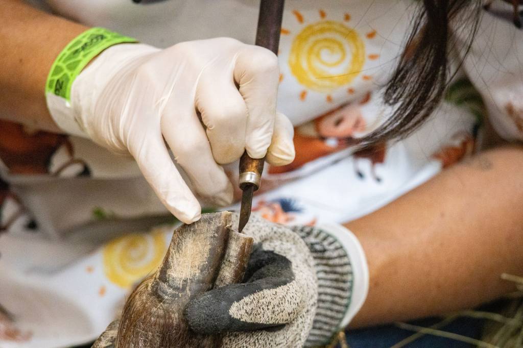 Pessoa com luvas brancas e uma pulseira verde no pulso esquerdo, usando uma ferramenta para aparar o casco de um animal, que está sendo segurado por uma mão com luva cinza. O fundo mostra uma camisa branca com desenhos de sol e animais