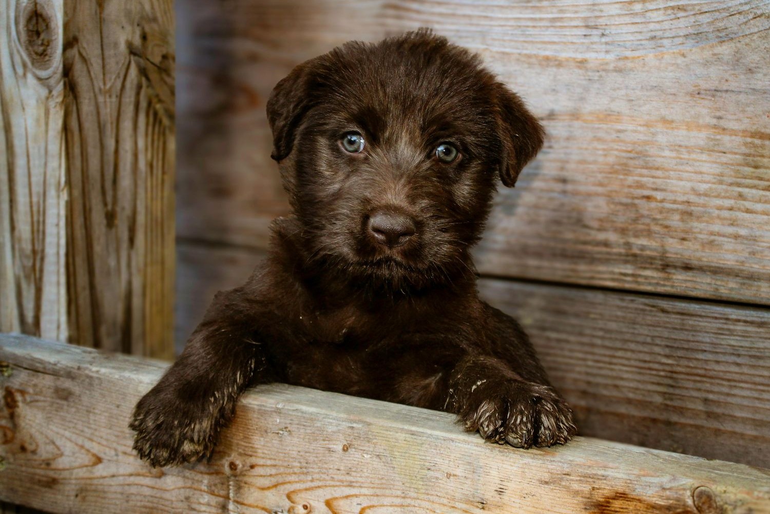 Inteligência artificial vira ferramenta para golpes envolvendo animais desaparecidos   Pexels (2)