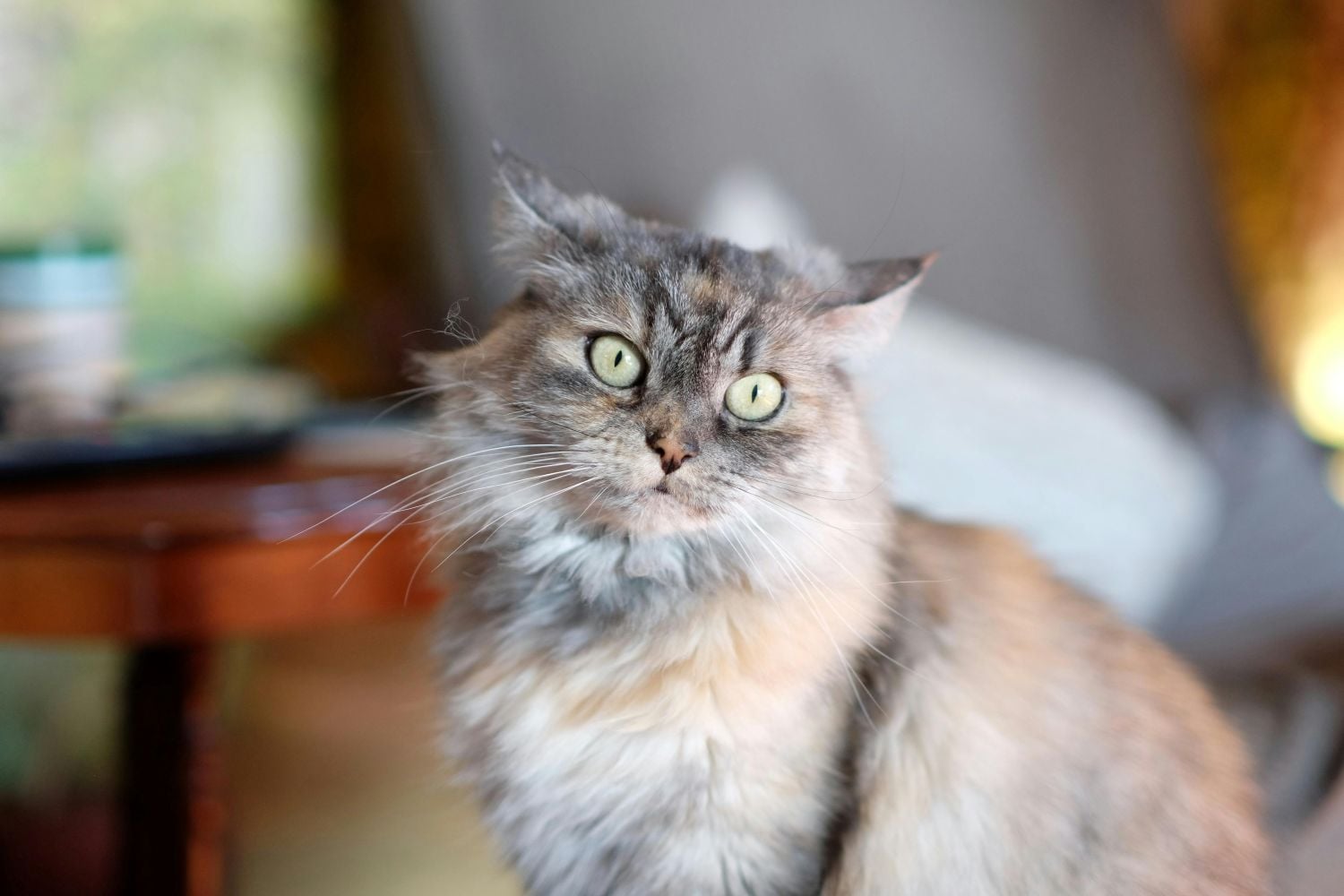 inteligencia-artificial-vira-ferramenta-para-golpes-envolvendo-animais-desaparecidos-pexels-1-1 Inteligência artificial vira ferramenta para golpes envolvendo animais desaparecidos Pexels (1)